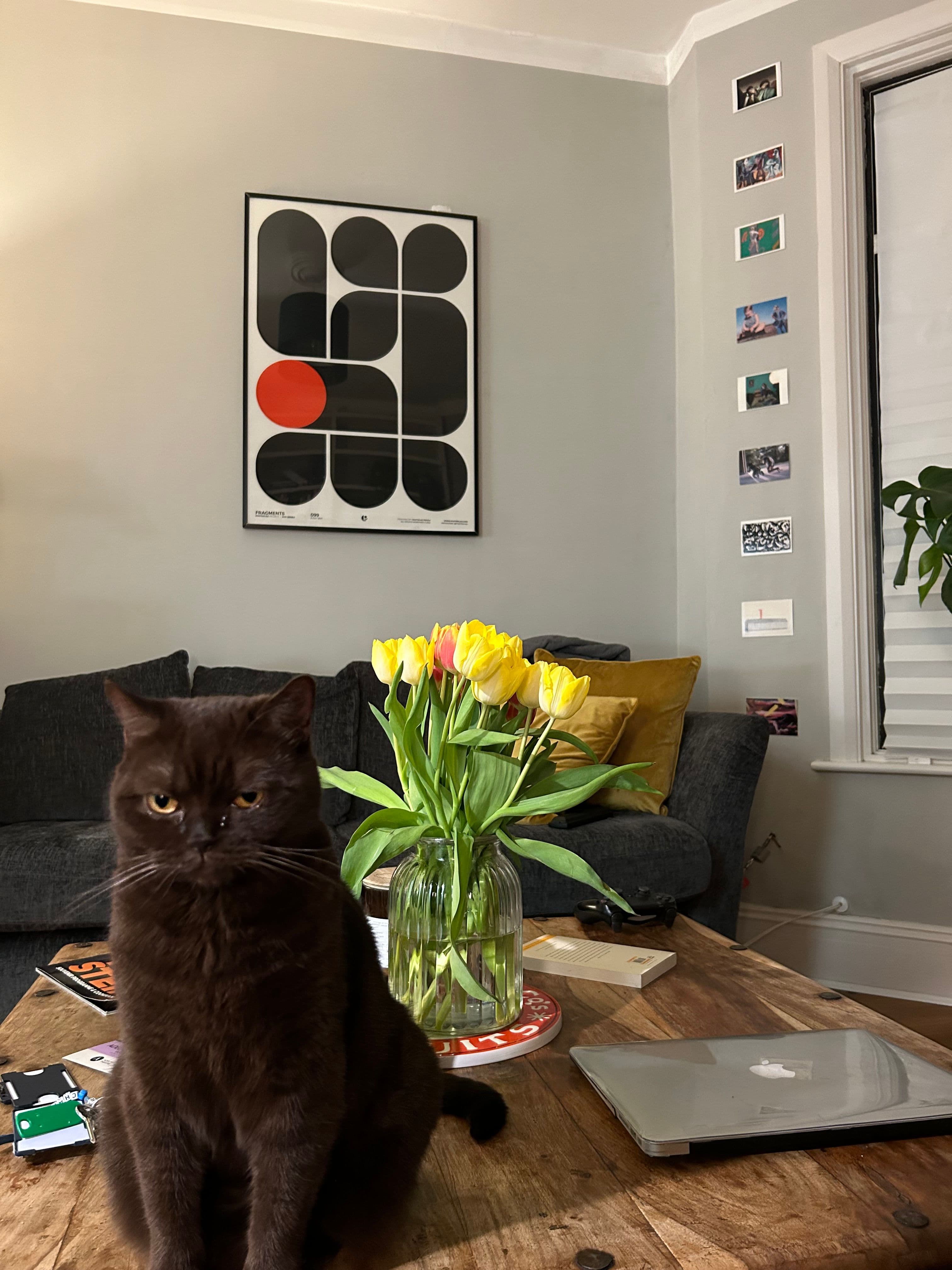 Garden flat in Harringay (with cats!) - photo 2