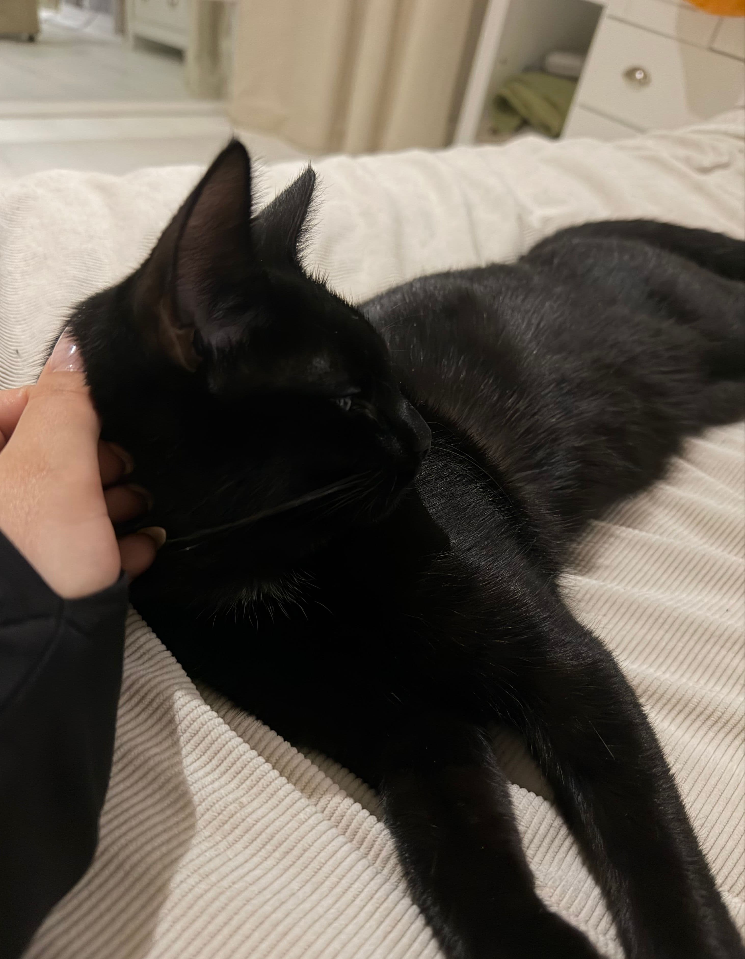 Looking for flatmate to team up | 2-person share | November | Enfield — photo 4