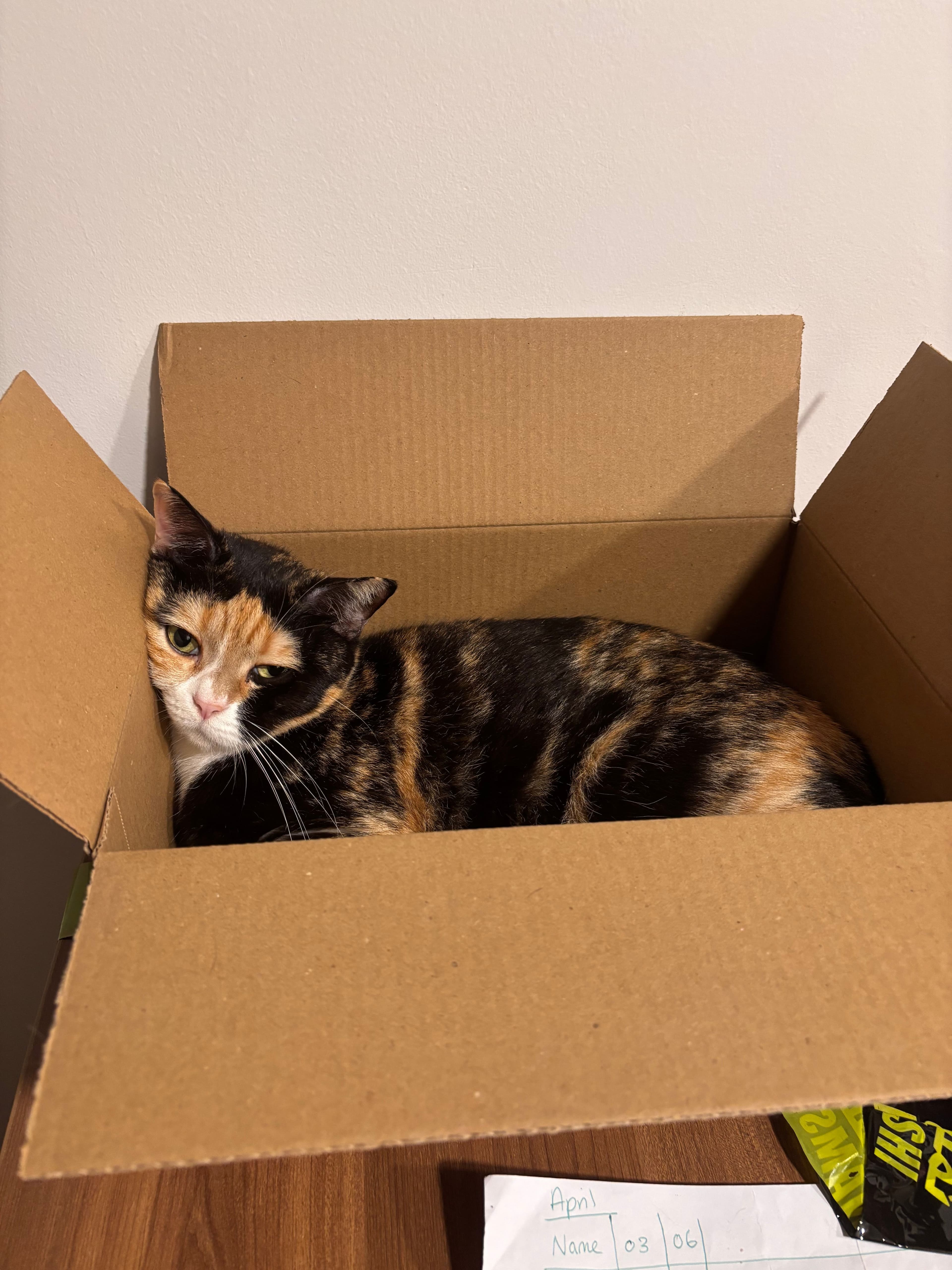 Relocating Teacher (30) | Friendly, Tidy | Seeking Room/Studio | Cat Owner - photo 3